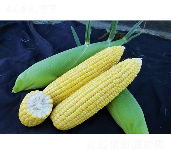 2019-552玉米種子-農(nóng)科種子