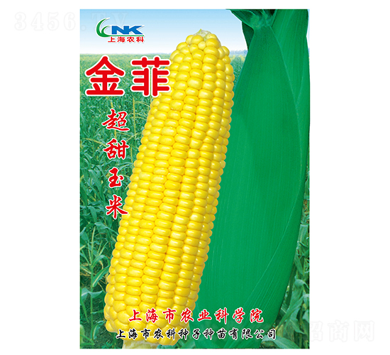 金菲玉米種子-農(nóng)科種子