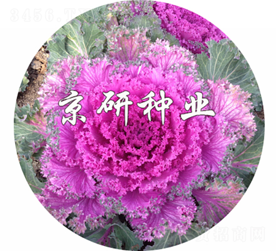 京冠紅6號(hào)-甘藍(lán)種子-京研種業(yè)
