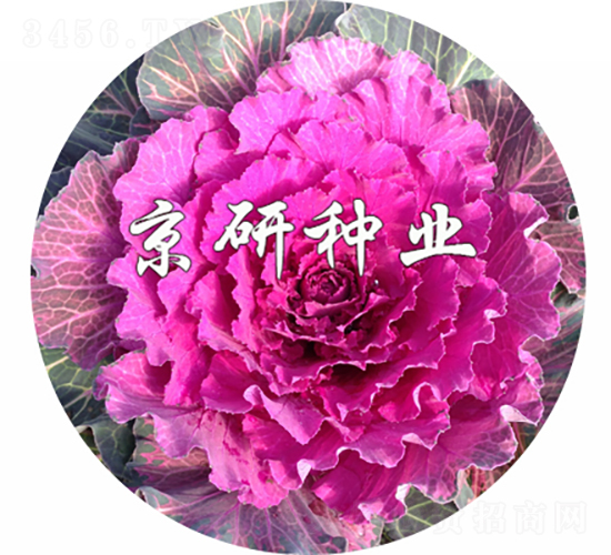京蓮紅2號-甘藍(lán)種子-京研種業(yè)