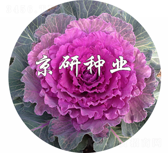 京蓮紅3號-甘藍(lán)種子-京研種業(yè)