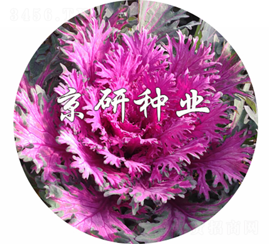京羽粉1號-甘藍種子-京研種業(yè)