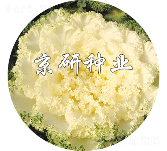 京冠白1號-甘藍種子-京研種業(yè)