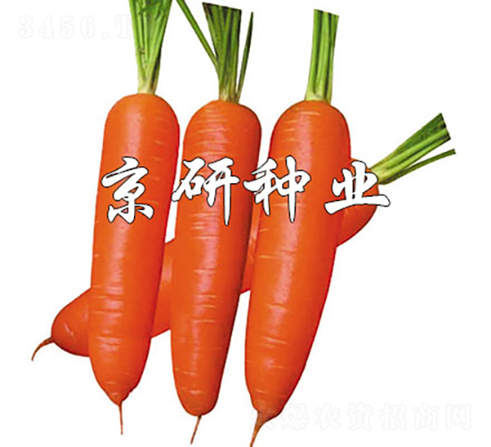 華譽228-胡蘿卜種子-京研種業(yè)