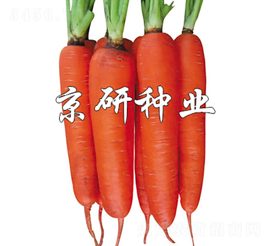 華譽(yù)238-胡蘿卜種子-京研種業(yè)