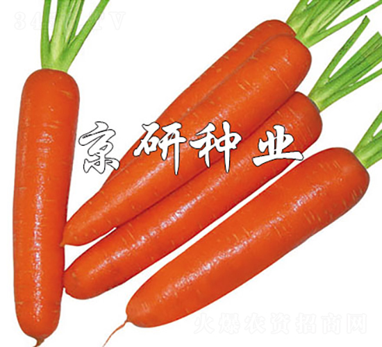 è¯è­½268-èƒ¡è˜¿åœç¨®å­-äº¬ç ”ç¨®æ¥­(yÃ¨)