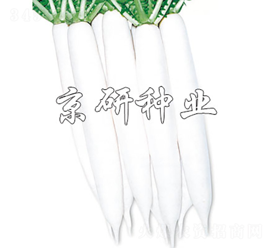 äº¬ç ”ç¾Žæ¿ƒ-è˜¿åœç¨®å­-äº¬ç ”ç¨®æ¥­(yÃ¨)