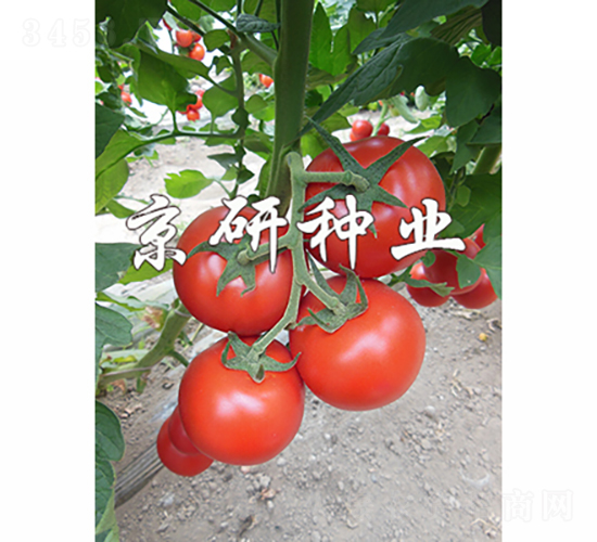 京番502-番茄種子-京研種業(yè)