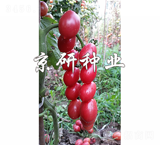 京番粉星2號(hào)-番茄種子-京研種業(yè)
