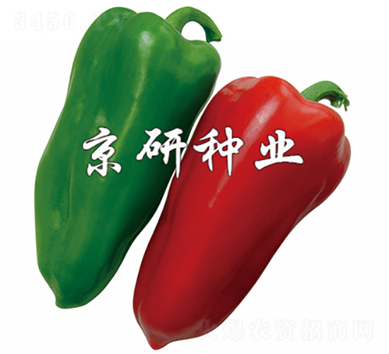 國(guó)禧101-辣椒種子-京研種業(yè)