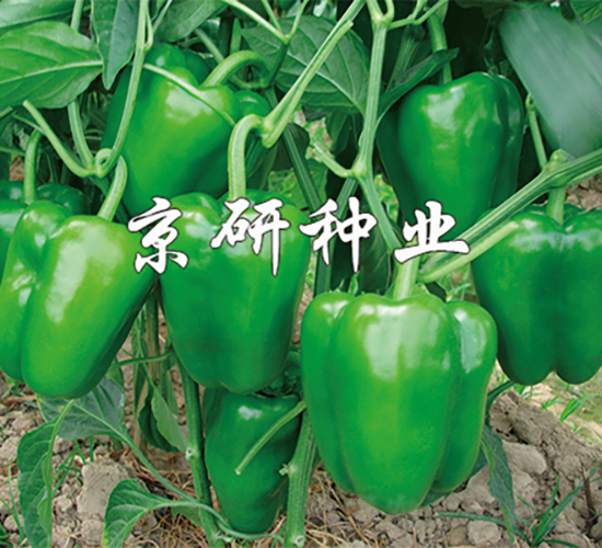 åœ‹ç¦§105-è¾£æ¤’ç¨®å­-äº¬ç ”ç¨®æ¥­(yÃ¨)