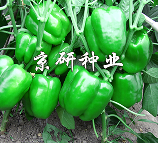 åœ‹ç¦§109-è¾£æ¤’ç¨®å­-äº¬ç ”ç¨®æ¥­(yÃ¨)
