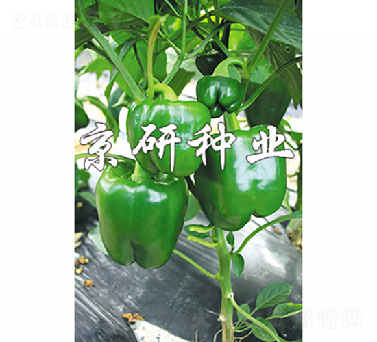 åœ‹ç¦§808-è¾£æ¤’ç¨®å­-äº¬ç ”ç¨®æ¥­(yÃ¨)