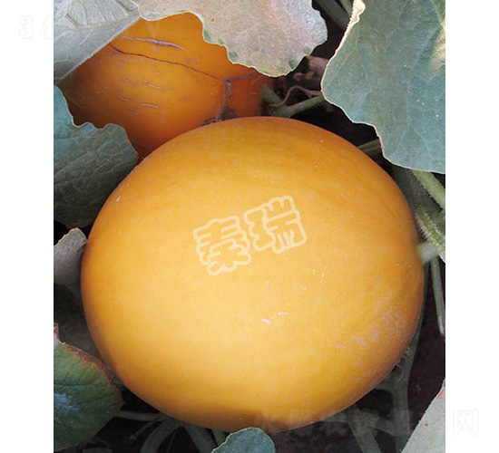 ä¸–ç´€(jÃ¬)ç´…å°Š-ç”œç“œç¨®å­-ç§¦ç‘ž