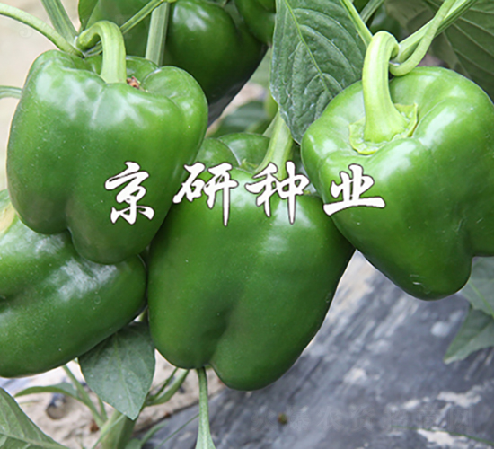 åœ‹ç¦§809-è¾£æ¤’ç¨®å­-äº¬ç ”ç¨®æ¥­(yÃ¨)