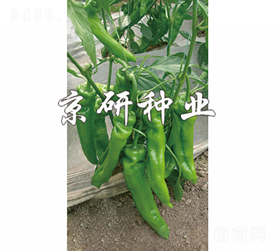 國(guó)福308-辣椒種子-京研種業(yè)