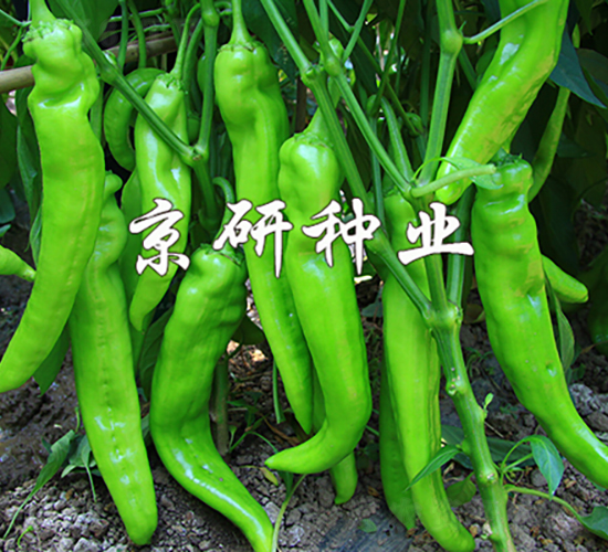 國(guó)福908-辣椒種子-京研種業(yè)