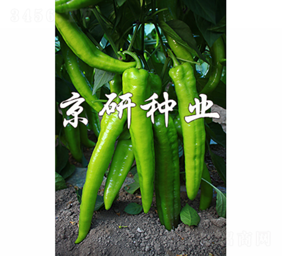 國(guó)福909-辣椒種子-京研種業(yè)