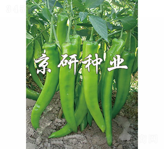 åœ‹(guÃ³)ç¦208-è¾£æ¤’ç¨®å­-äº¬ç ”ç¨®æ¥­(yÃ¨)