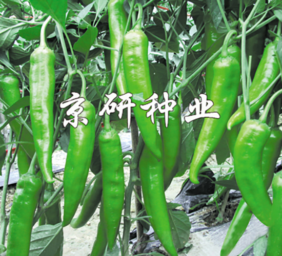 國(guó)福210-辣椒種子-京研種業(yè)