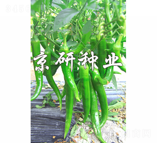åœ‹(guÃ³)ç¦216-è¾£æ¤’ç¨®å­-äº¬ç ”ç¨®æ¥­(yÃ¨)