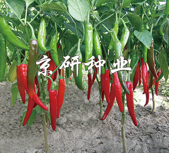 國塔109-辣椒種子-京研種業(yè)