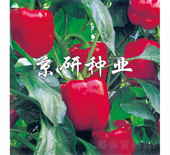 紅星2號(hào)-辣椒種子-京研種業(yè)