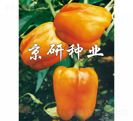 黃星1號-辣椒種子-京研種業(yè)