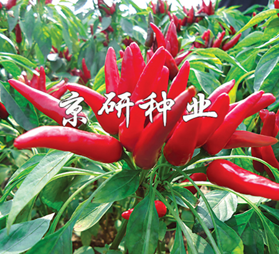 國(guó)塔116-辣椒種子-京研種業(yè)