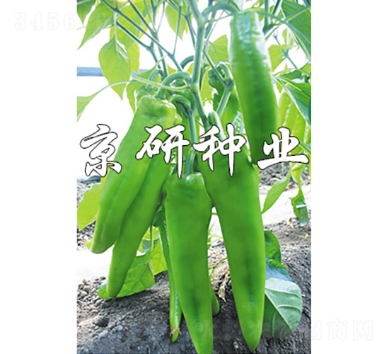 國(guó)福910-辣椒種子-京研種業(yè)