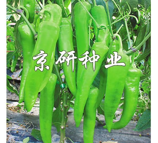 å‹å¯’742-è¾£æ¤’ç¨®å­-äº¬ç ”ç¨®æ¥­(yÃ¨)