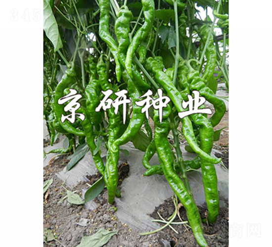 京旋1號(hào)-辣椒種子-京研種業(yè)