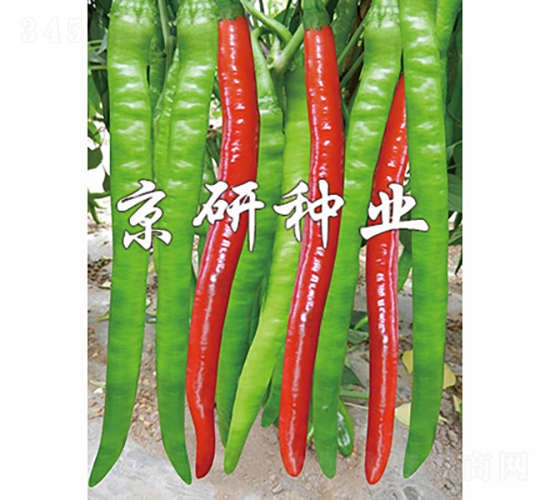 京線4號(hào)-辣椒種子-京研種業(yè)
