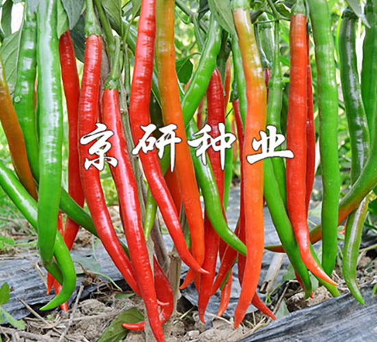 京線5號-辣椒種子-京研種業(yè)