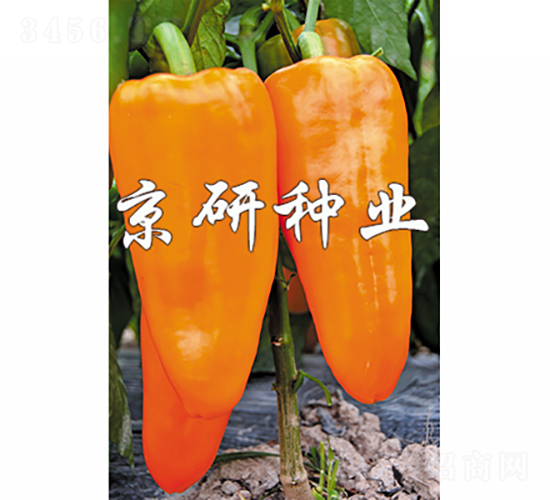 é»ƒå¸¥-è¾£æ¤’ç¨®å­-äº¬ç ”ç¨®æ¥­(yÃ¨)