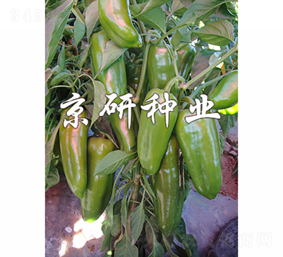 äº¬ç¢©3è™Ÿ-è¾£æ¤’ç¨®å­-äº¬ç ”ç¨®æ¥­(yÃ¨)