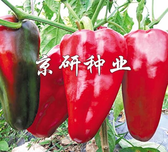 京碩6號(hào)-辣椒種子-京研種業(yè)