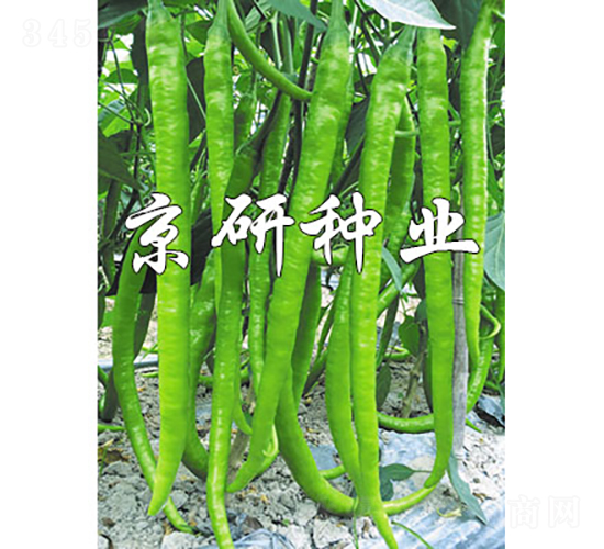 京線(xiàn)147-辣椒種子-京研種業(yè)