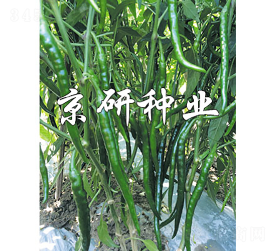 丘北辣2號-辣椒種子-京研種業(yè)