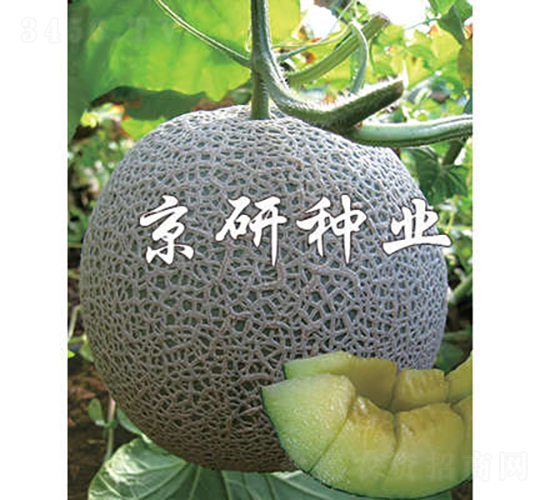 京玉5號(hào)-甜瓜種子-京研種業(yè)