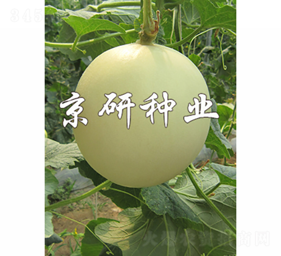 京玉姑1號-甜瓜種子-京研種業(yè)