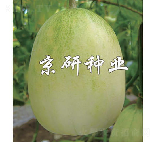 京玉10號(hào)-甜瓜種子-京研種業(yè)