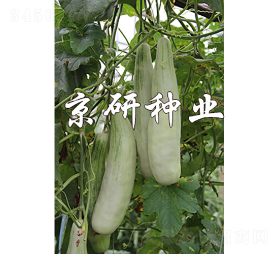 äº¬çŽ‰ç¾Šè§’é…¥-ç”œç“œç¨®å­-äº¬ç ”ç¨®æ¥­(yÃ¨)