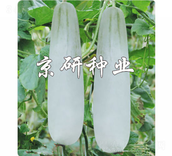 å¤©èœœç¾Šè§’è„†-ç”œç“œç¨®å­-äº¬ç ”ç¨®æ¥­(yÃ¨)