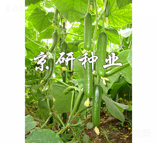 京研迷你9號(hào)-黃瓜種子-京研種業(yè)