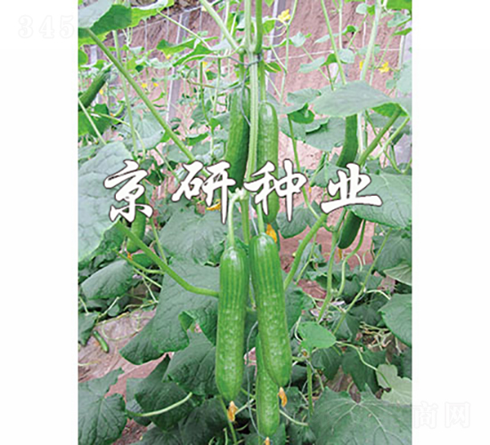 綠精靈5號-黃瓜種子-京研種業(yè)