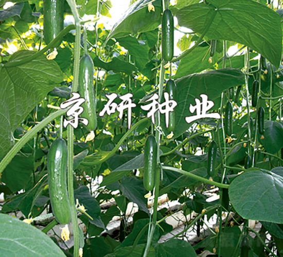 京研迷你5號(hào)-黃瓜種子-京研種業(yè)