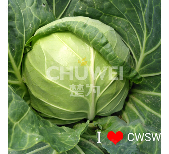 楚圓春104-甘藍種子-楚為生物