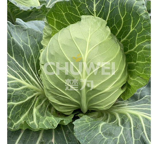 綠綺羅-甘藍種子-楚為生物