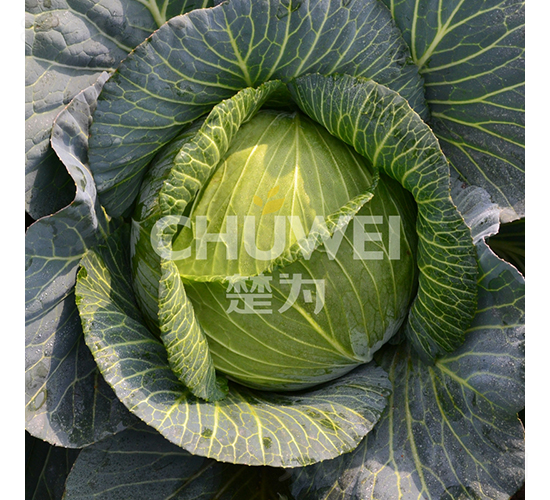 楚天綠-甘藍種子-楚為生物
